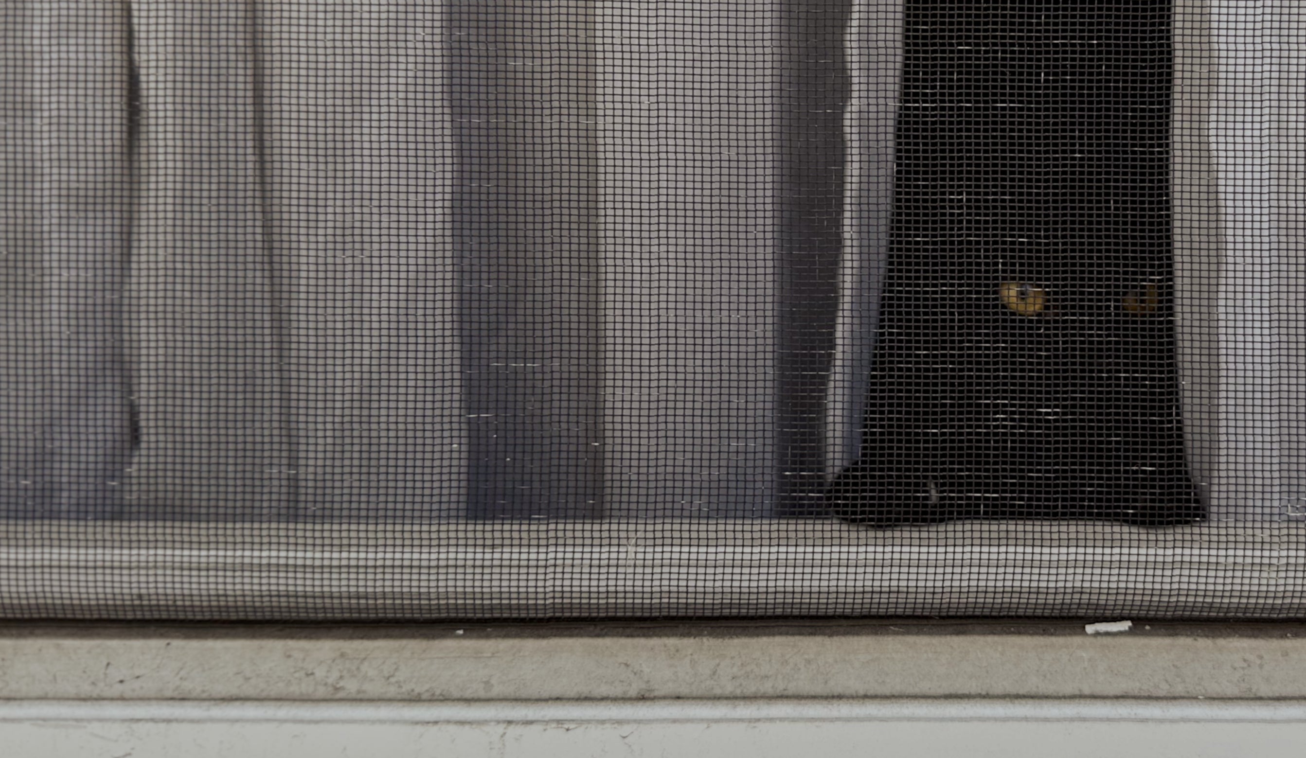 Window screen with a cat inside the window.